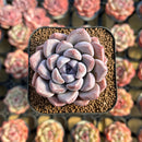 Echeveria 'Loris' 2" Succulent Plant