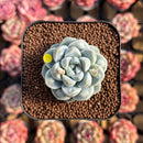 Echeveria 'Albi Drop' 1" Succulent Plant Cutting