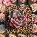 Echeveria 'Sualeu' 2" New Hybrid Succulent Plant Cutting