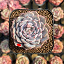 Echeveria 'Rio Heart' 2" Succulent Plant Cutting