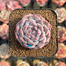 Echeveria 'Ultra Violet' 2" Succulent Plant Cutting