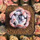 Echeveria 'Ivory' 2" Succulent Plant Cutting