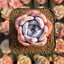 Echeveria 'Ivory' 2" Succulent Plant Cutting