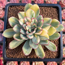 Echeveria 'Pulidonis' Variegated 4" Succulent Plant Cutting