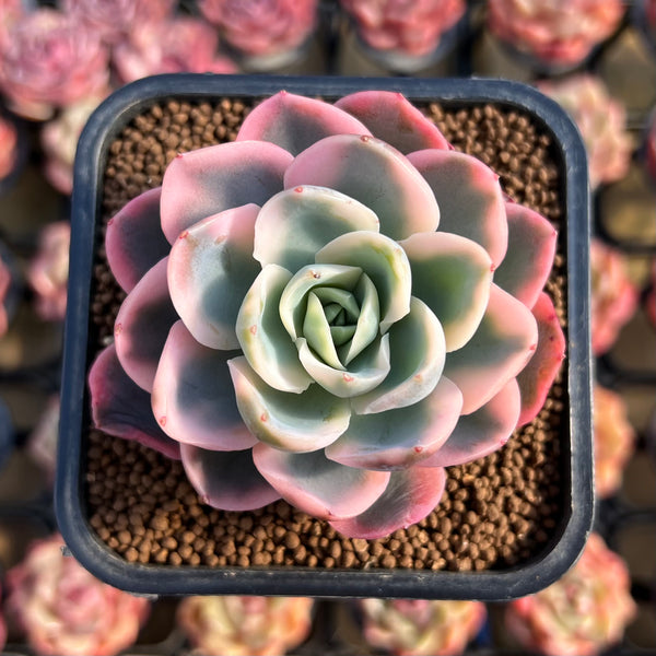 Echeveria 'Pink Vera' Variegated 2" Succulent Plant Cutting