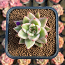 Echeveria Agavoides 'Elkhorn' Variegated 2" Succulent Plant Cutting