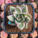 Echeveria Agavoides 'Elkhorn' Variegated 2" Succulent Plant Cutting