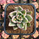 Echeveria Agavoides 'Elkhorn' Variegated 2" Succulent Plant Cutting