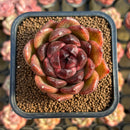 Echeveria 'La Vie En Rose' 2" Succulent Plant Cutting