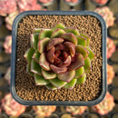 Echeveria 'Magic Coco' 2" Succulent Plant Cutting