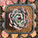 Echeveria 'Liverpool' 2" New Hybrid Succulent Plant Cutting