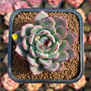 Echeveria 'Liverpool' 2" New Hybrid Succulent Plant Cutting