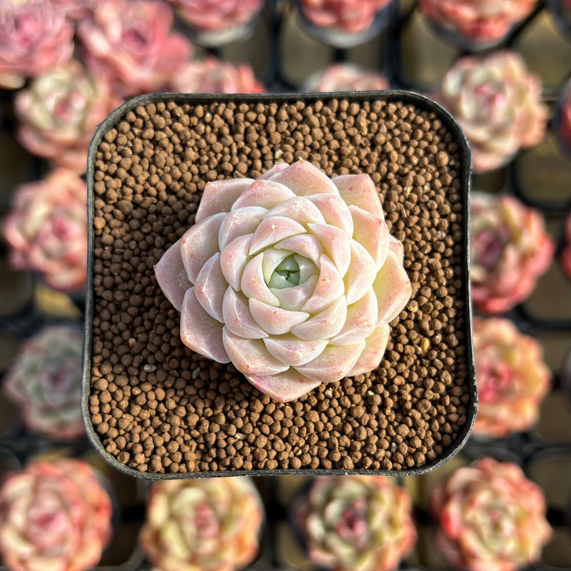 Echeveria 'Ice Rose' 1