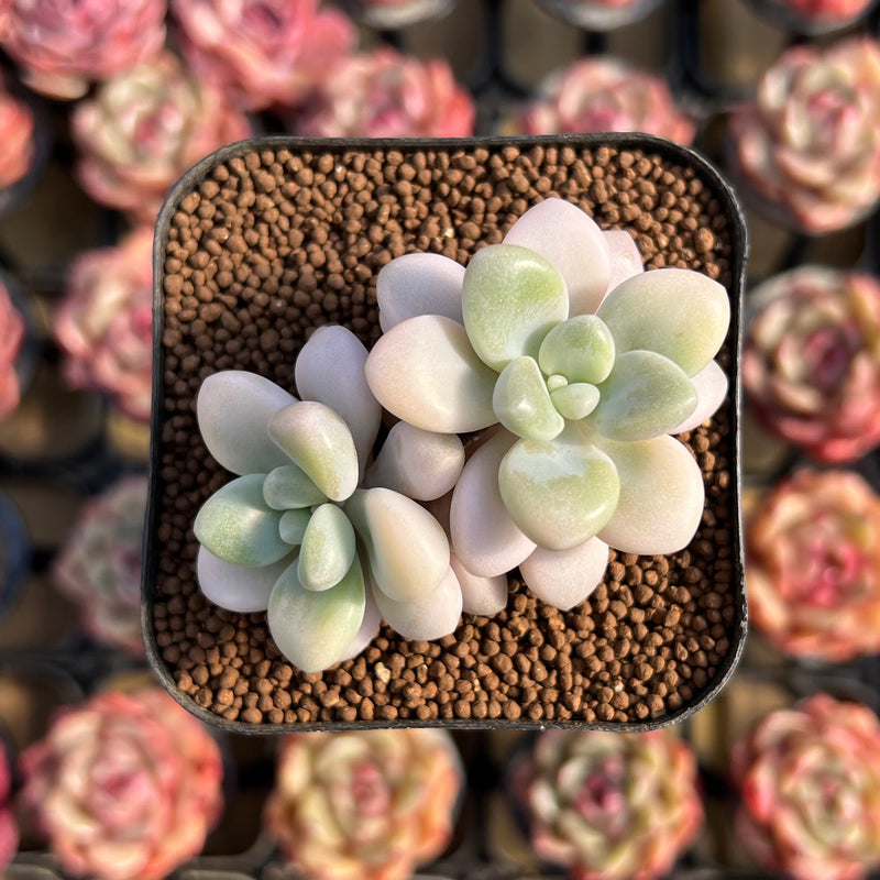 ellen succulent Echeveria 'Ellen' Variegated 2