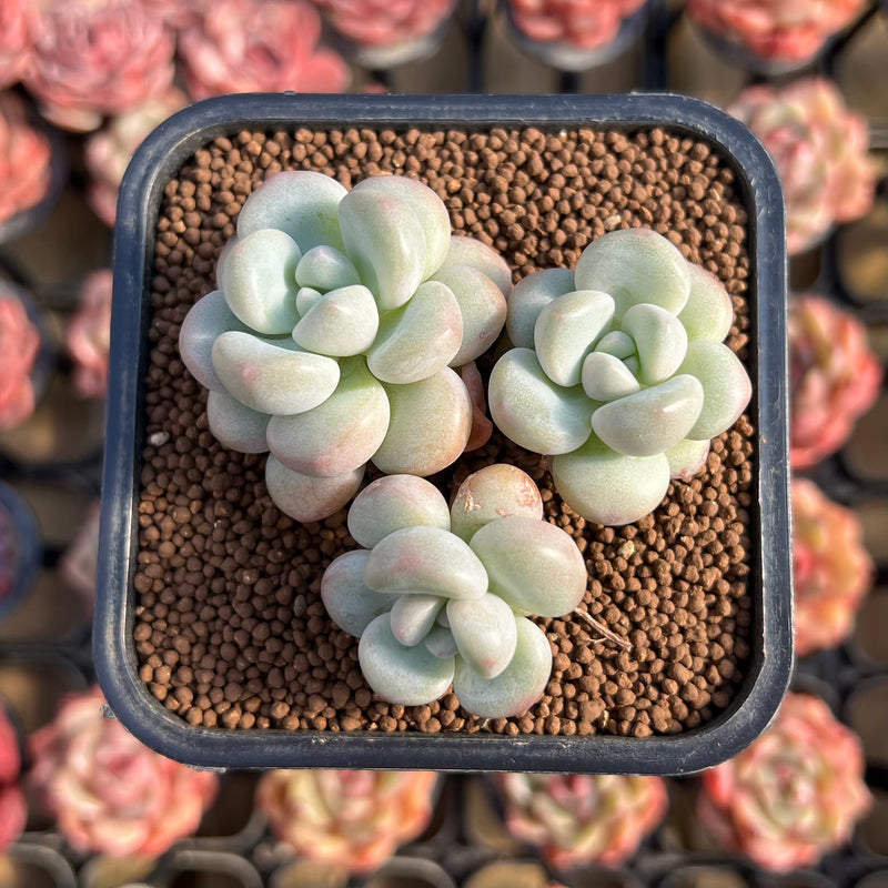 succulent woman meaning Echeveria 'Pretty Woman' 2" Cluster Succulent Plant Cutting – True Succulents Plant Co