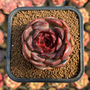 Echeveria 'Oliana' 1"-2" New Hybrid Succulent Plant Cutting