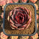 Echeveria 'Oliana' 1"-2" New Hybrid Succulent Plant Cutting