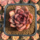 Echeveria 'Dark Ice' 2" Succulent Plant Cutting