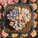 Echeveria sp. 2" Succulent Plant Cutting