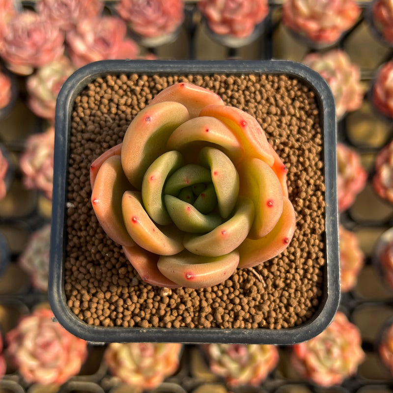 paddle shaped succulent Echeveria 'Jupiter' 1"-2" Paddle Shaped Leaf Succulent Plant Cutting