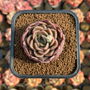 Echeveria 'Tomboy' 2" New Changhee Hybrid Succulent Plant