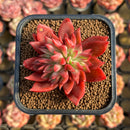 Echeveria 'Flame' 2" Hwaga Original Hybrid Succulent Plant Cutting