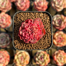 Echeveria 'Bésame Mucho' 1"-2" New Hybrid Succulent Plant Cutting