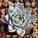 Echeveria 'Ivory' (Sanga) 4" Large Succulent Plant Cutting