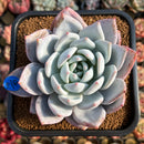 Echeveria 'Ivory' (Sanga) 4" Large Succulent Plant Cutting