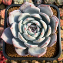 Echeveria 'Ivory' (Sanga) 4" Large Succulent Plant Cutting
