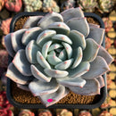Echeveria 'Ivory' (Sanga) 4" Large Succulent Plant Cutting