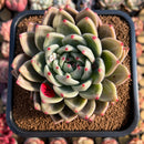 Echeveria 'Luna Solar' 4" Large Seed-Grown Air Magic Hybrid Succulent Plant Cutting