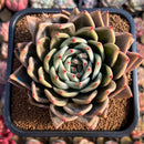 Echeveria 'Luna Solar' 4" Large Seed-Grown Air Magic Hybrid Succulent Plant Cutting