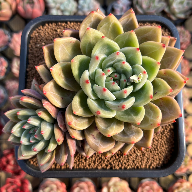 air magic succulents Echeveria 'Luna Solar' 4" Large Seed-Grown Air Magic Hybrid Succulent Plant  Cutting