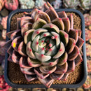 Echeveria 'Luna Solar' 4" Large Seed-Grown Air Magic Hybrid Succulent Plant Cutting