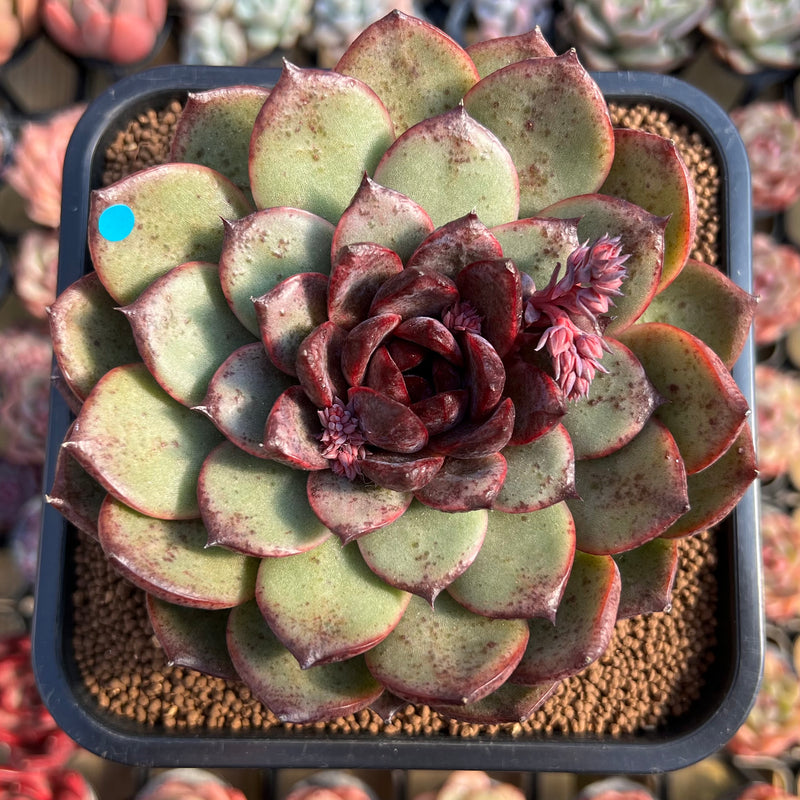 large black succulent Echeveria 'Black Queen' 4"-5" Large Succulent Plant Cutting