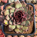 Echeveria 'Black Queen' 4"-5" Large Succulent Plant Cutting