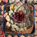 Echeveria 'Black Queen' 4"-5" Large Succulent Plant Cutting