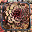Echeveria 'Black Queen' 4"-5" Large Succulent Plant Cutting