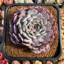 Echeveria 'Francia' 3"-4" Air Magic Hybrid Succulent Plant Cutting