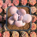 Graptopetalum 'Kupumiin' 2" Succulent Plant Cutting