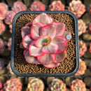 Echeveria 'Suyeon' Variegated 2" Succulent Plant Cutting