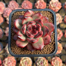 Echeveria 'Tim' 2" Succulent Plant Cutting
