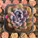 Echeveria 'Purple Stone' 3" Succulent Plant Cutting
