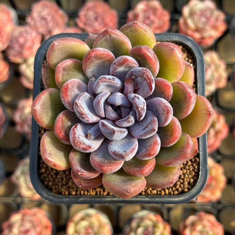 purple red succulent Echeveria 'Purple Stone' 3" Succulent Plant Cutting