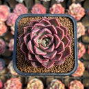 Echeveria 'Mohican' 1"-2" Succulent Plant Cutting