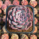 Echeveria 'Cherry Shadow' 2" Succulent Plant Cutting