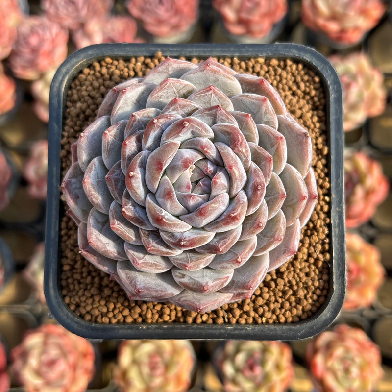 新種　2　Echeveria Cuquitae Echeveria 'Ultra Violet' 2