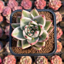 Echeveria Agavoides 'Elkhorn' Variegated 2"-3" Succulent Plant Cutting