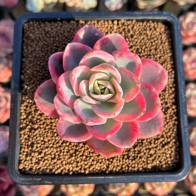 Echeveria 'Pink Vera' Variegated 2" Succulent Plant Cutting